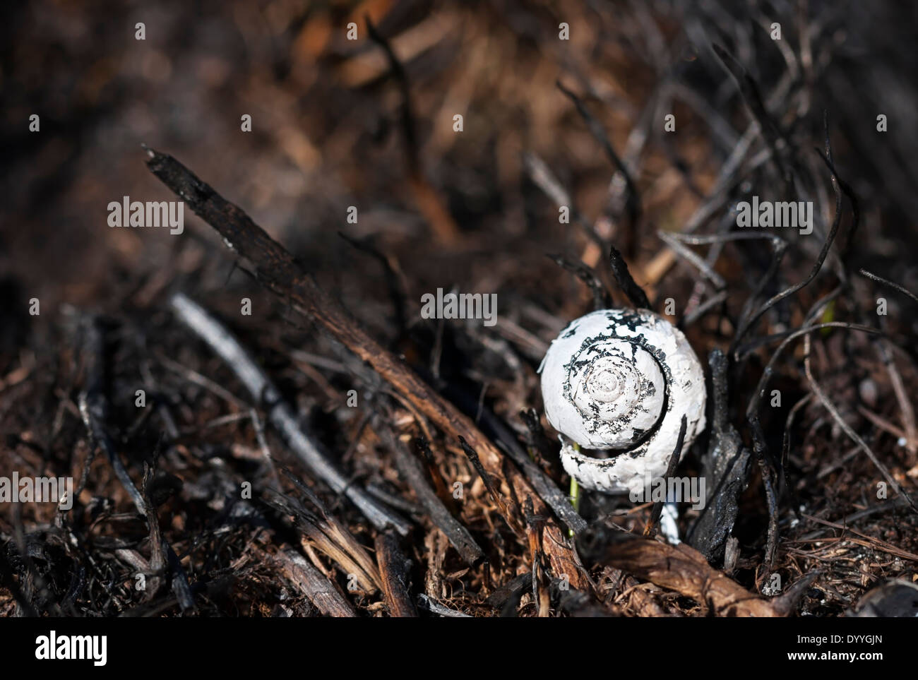 Charred white snail shell on burnt hay ground Stock Photo