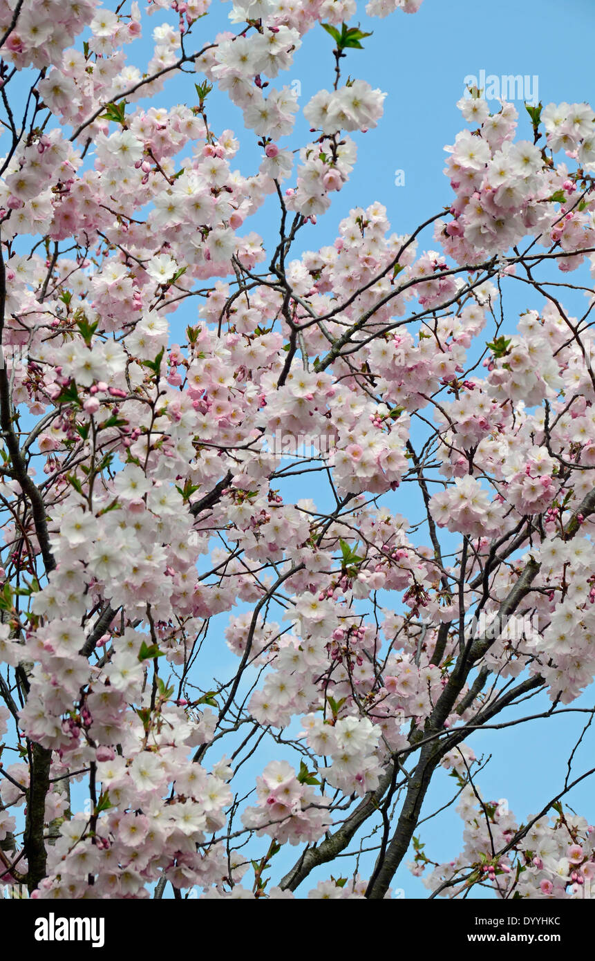 cherry blossoms with blue sky Stock Photo