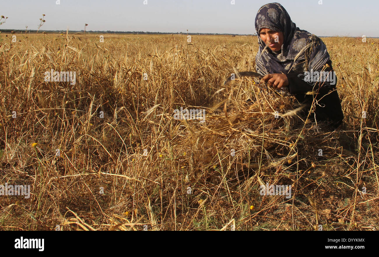 Palestinian Farming Gaza. 28th Apr, 2014. A Palestinian harvests wheat on a farm near the ...