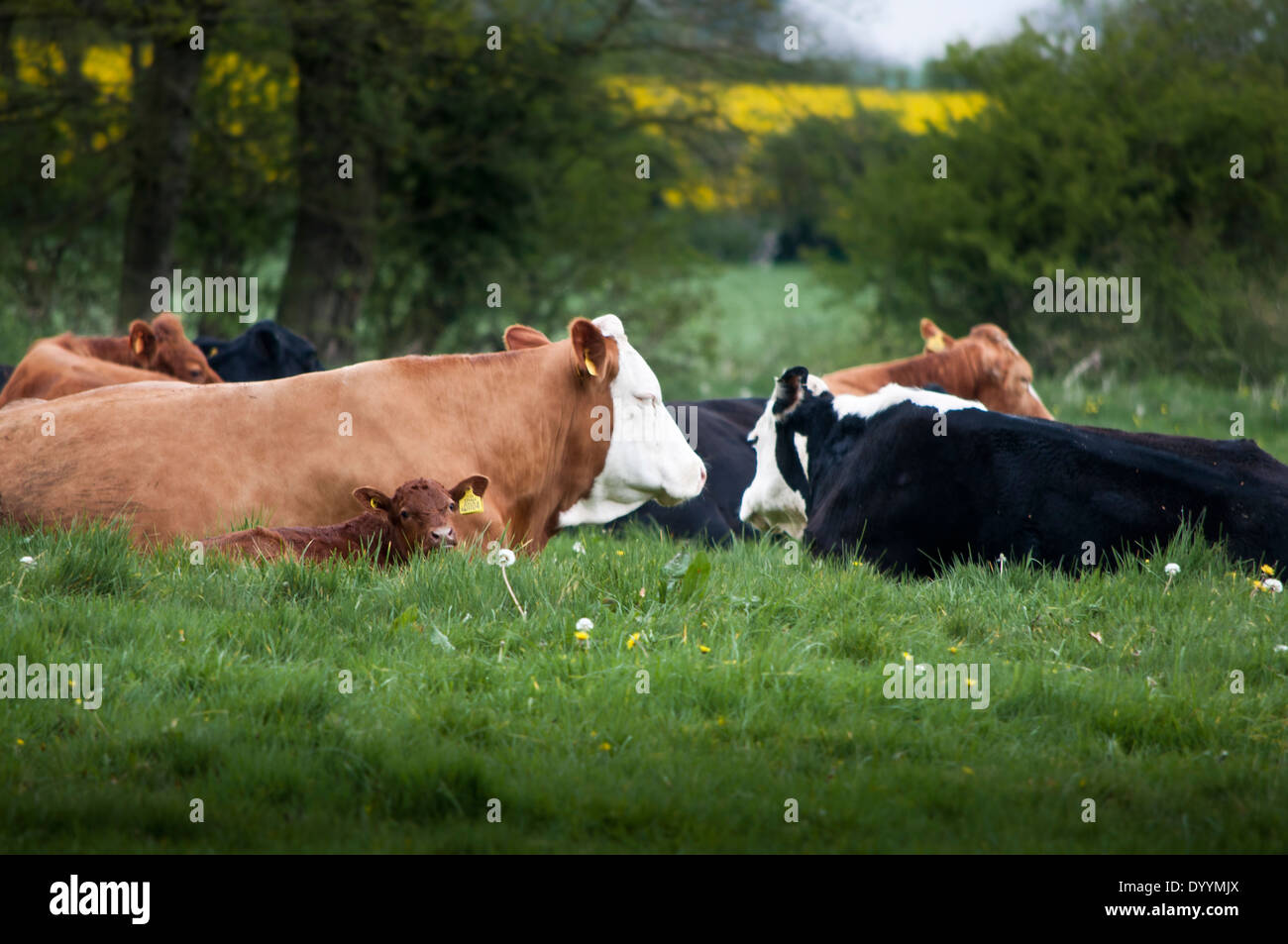 cows lying down in field Stock Photo Alamy