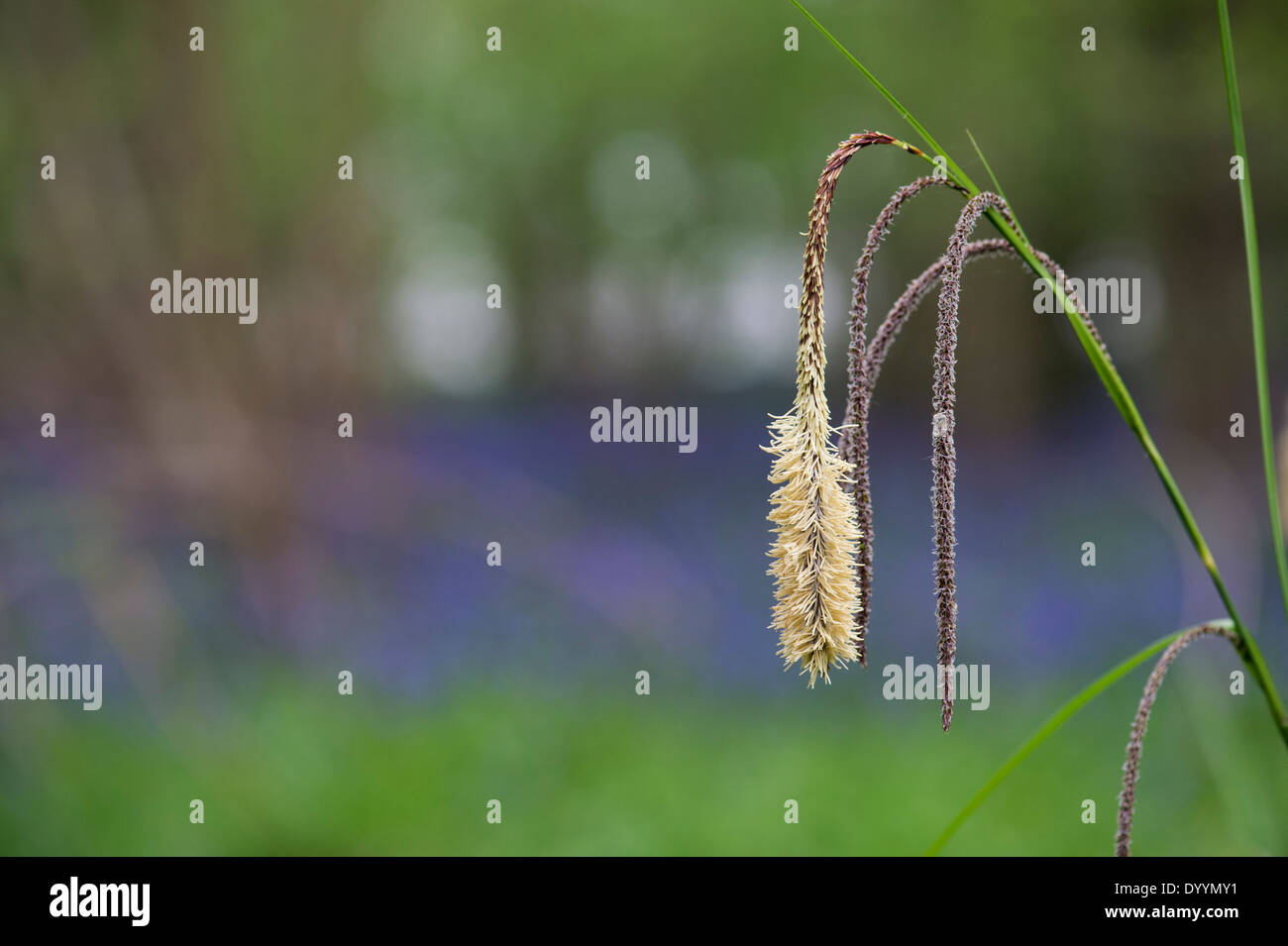 Carex pendula. Pendulous Sedge grass in the English countryside Stock Photo