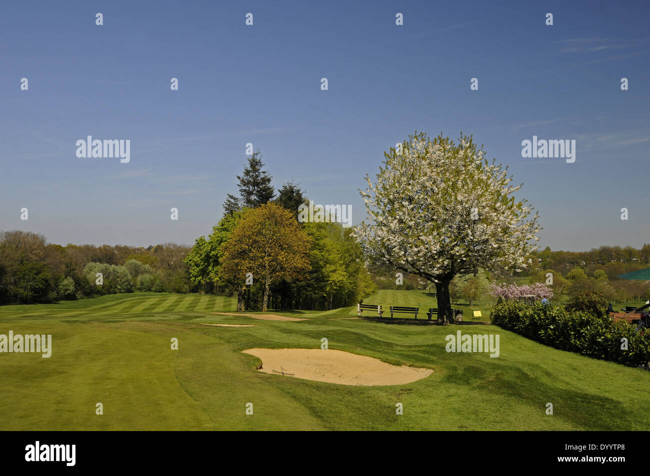 Spring Blossom and 18th Hole on West Course Sundridge Park Golf Club