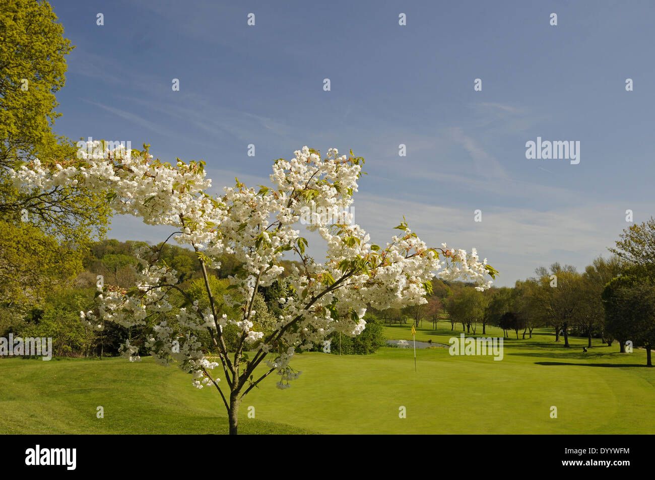 Spring Blossom and Pond on the 18th Hole on East Course Sundridge Park Golf Club Bromley Kent England Stock Photo