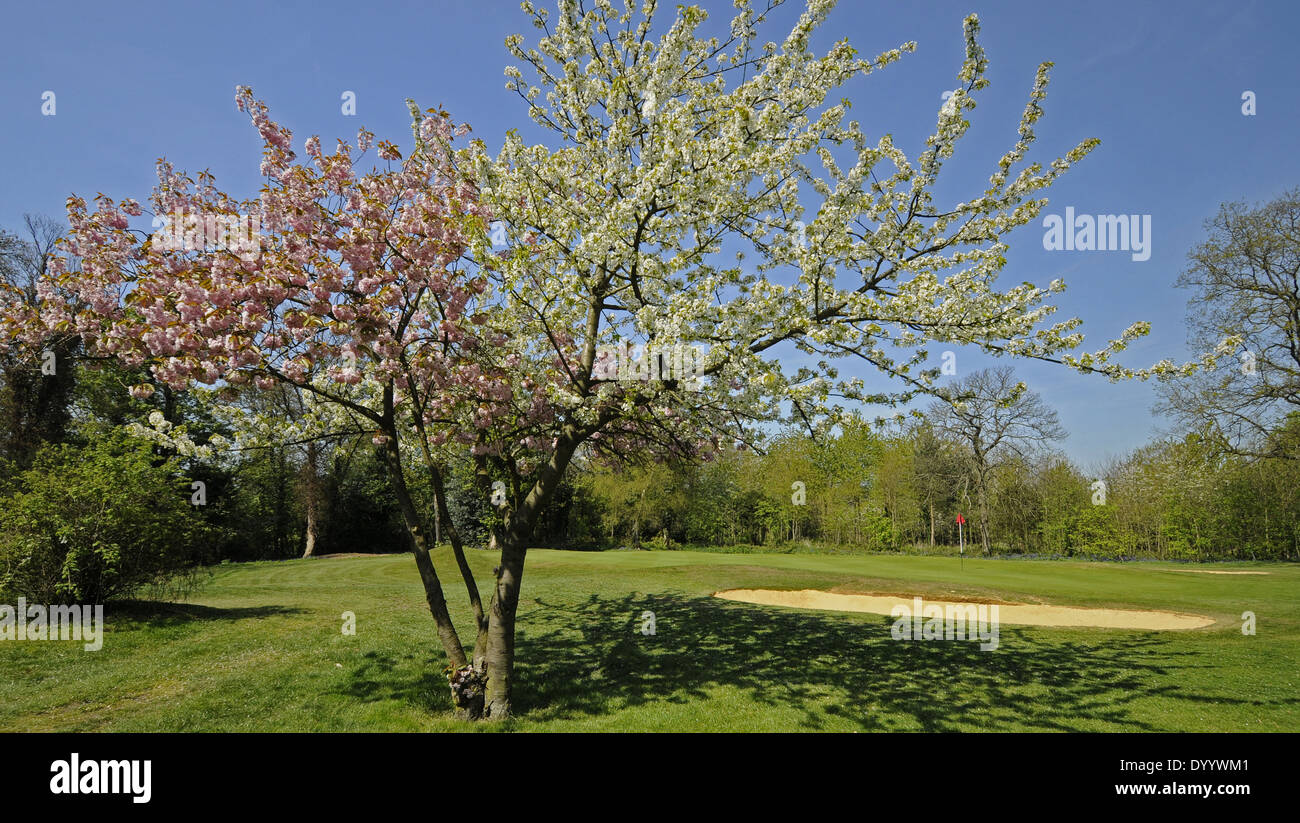 Spring Blossom and 17th Green on East Course Sundridge Park Golf Club Bromley Kent England Stock