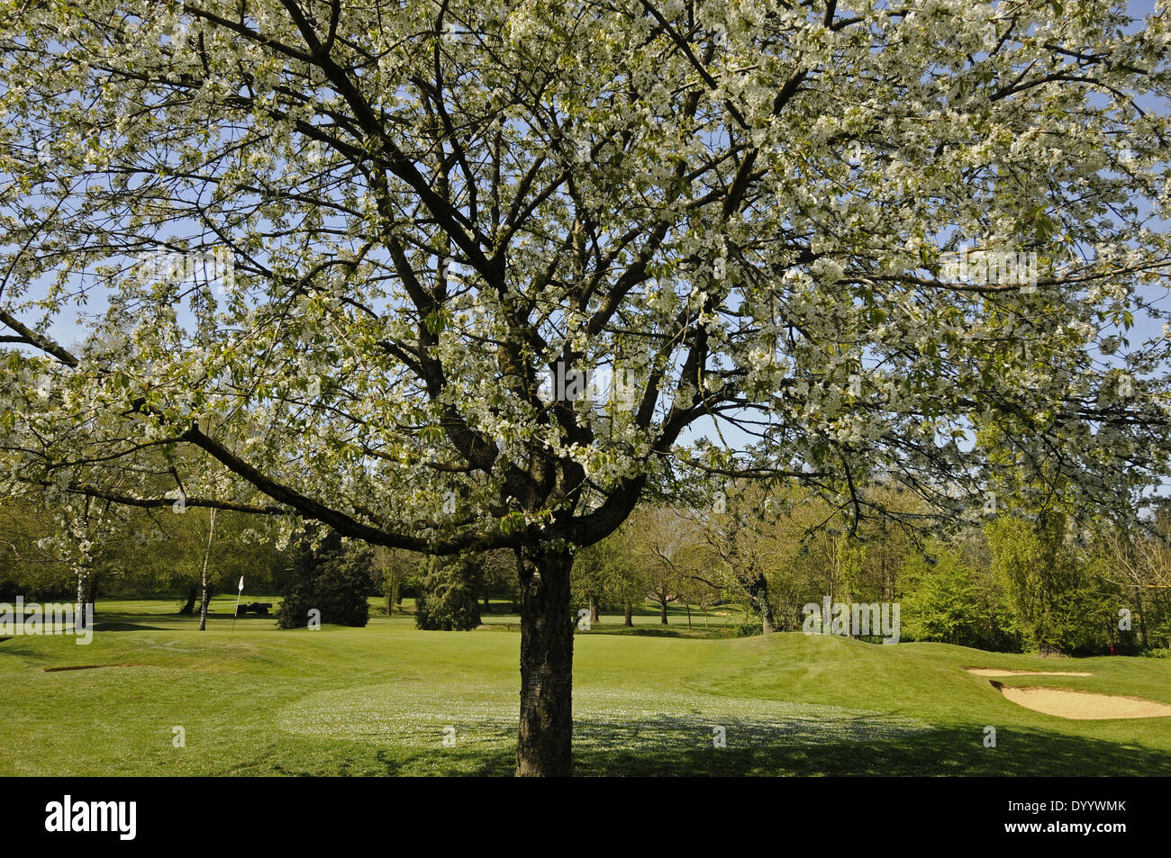 Spring Blossom and 11th Green on East Course Sundridge Park Golf Club Bromley Kent England Stock Photo