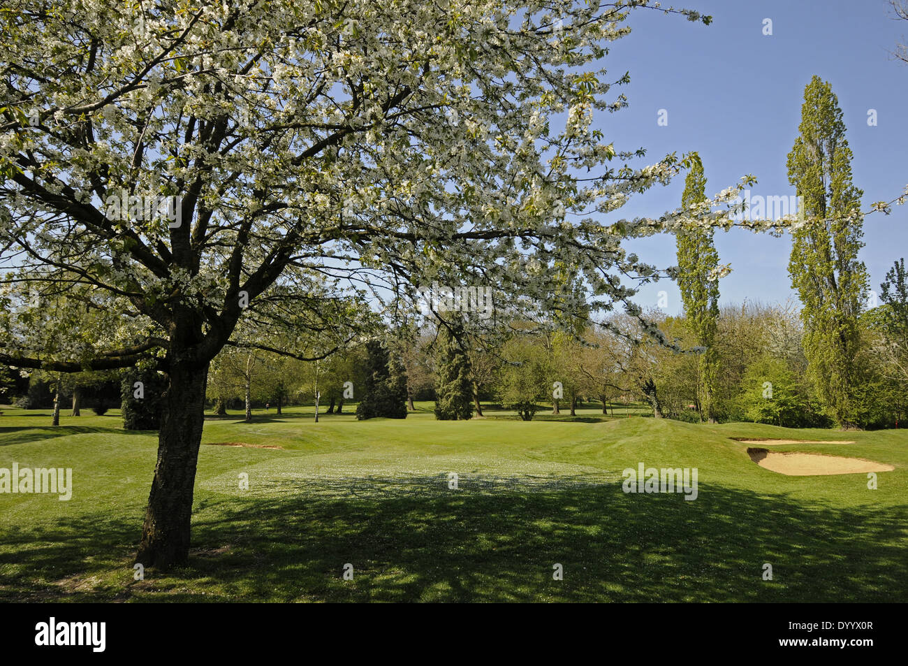 Spring Blossom and 11th Green on East Course Sundridge Park Golf Club Bromley Kent England Stock Photo