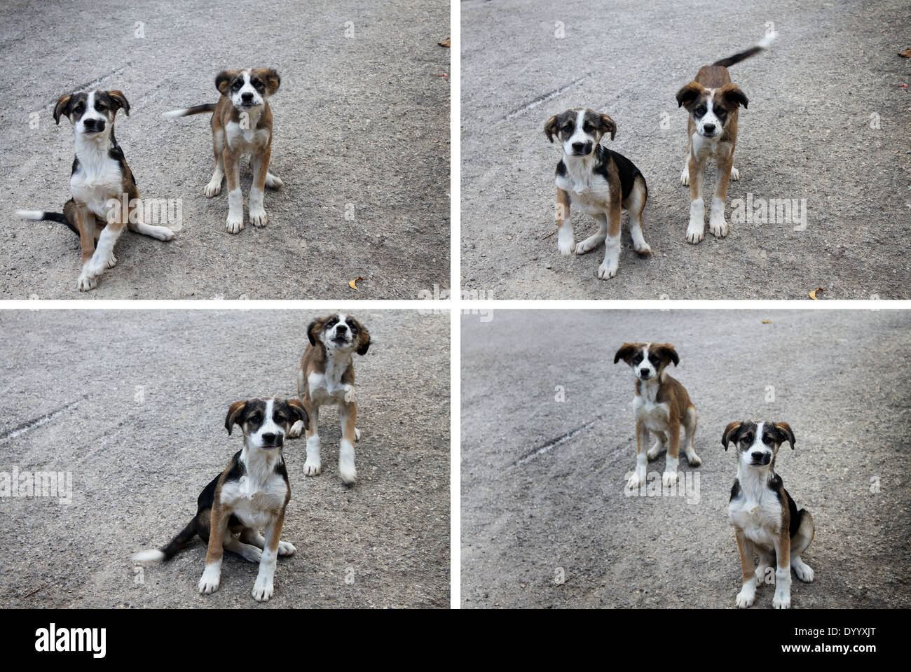 Puppies Collage Stock Photo