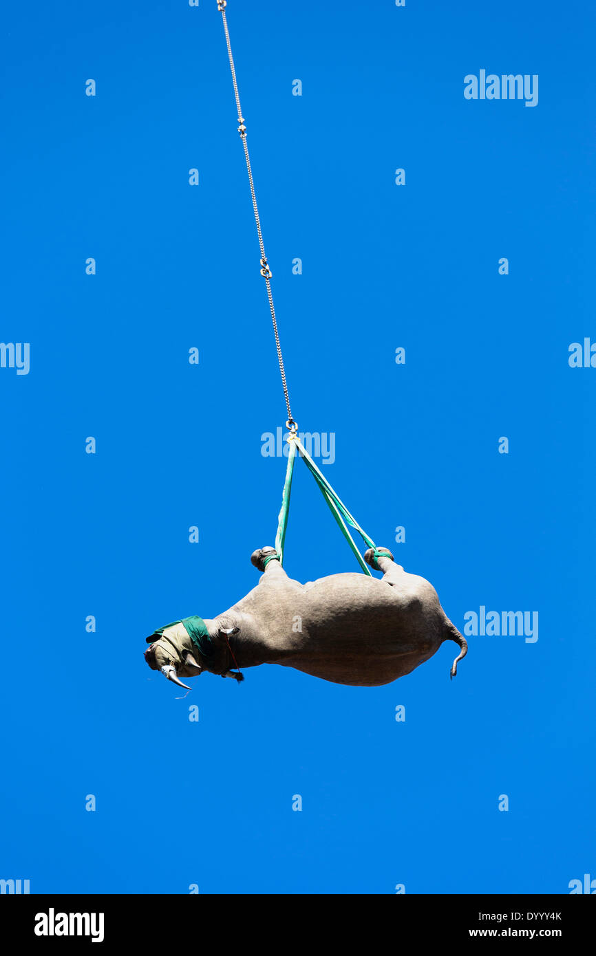 Black Rhinoceros (Diceros bicornis) being transported by helicopter to ...