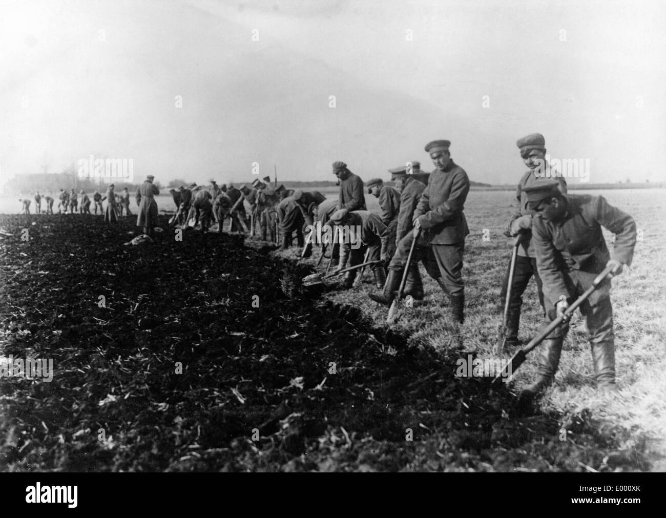 Clearing of moorland by prisoners, 1915 Stock Photo