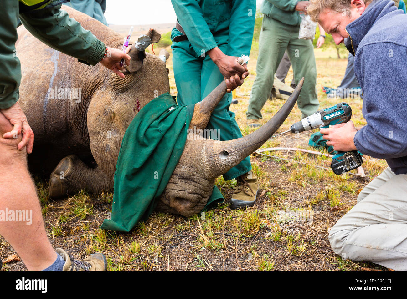 Black Rhinoceros (Diceros bicornis) being prepared for a radio transmitter.Ithala game reserve.South Africa Stock Photo
