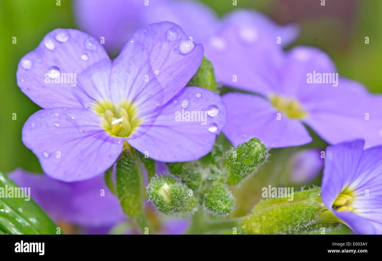 Lilac pansy flowers with green background Stock Photo