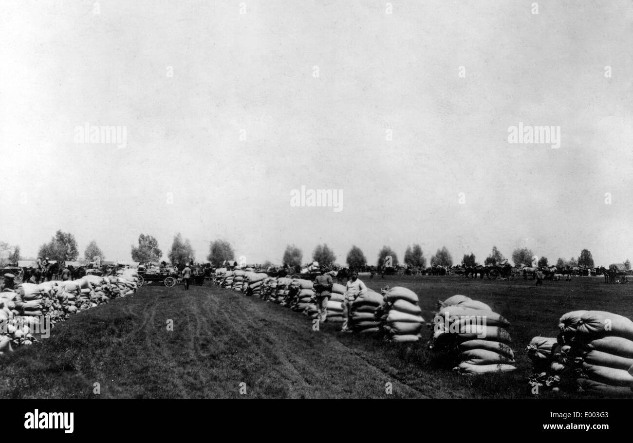 Oat reserves storage on a field, 1916 Stock Photo