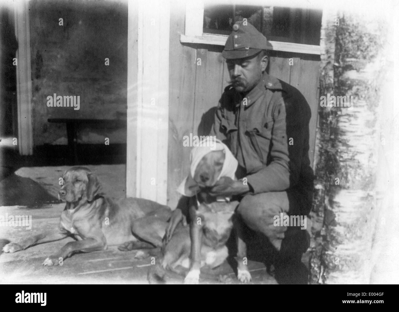 Injured war dogs in a field hospital, 1917 Stock Photo