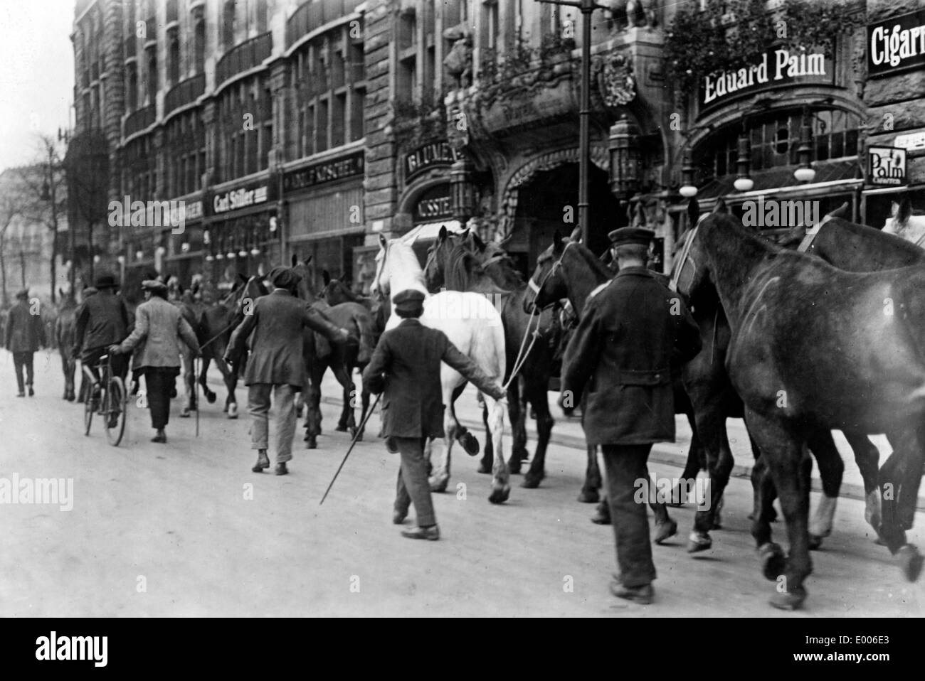 Horses for the military service, 1914 Stock Photo