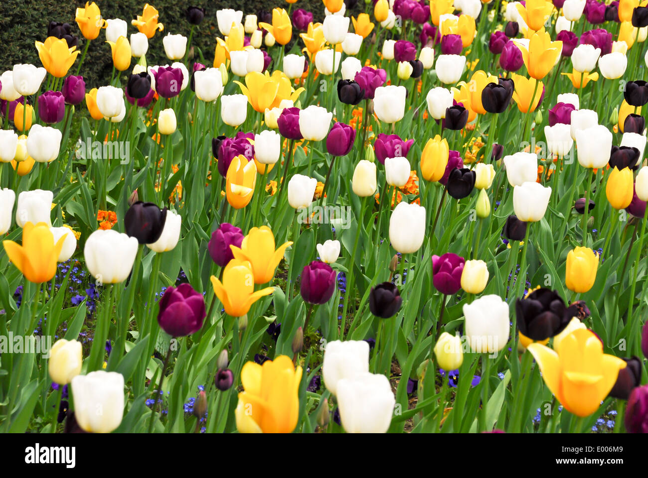 Formal flower bed hi-res stock photography and images - Alamy
