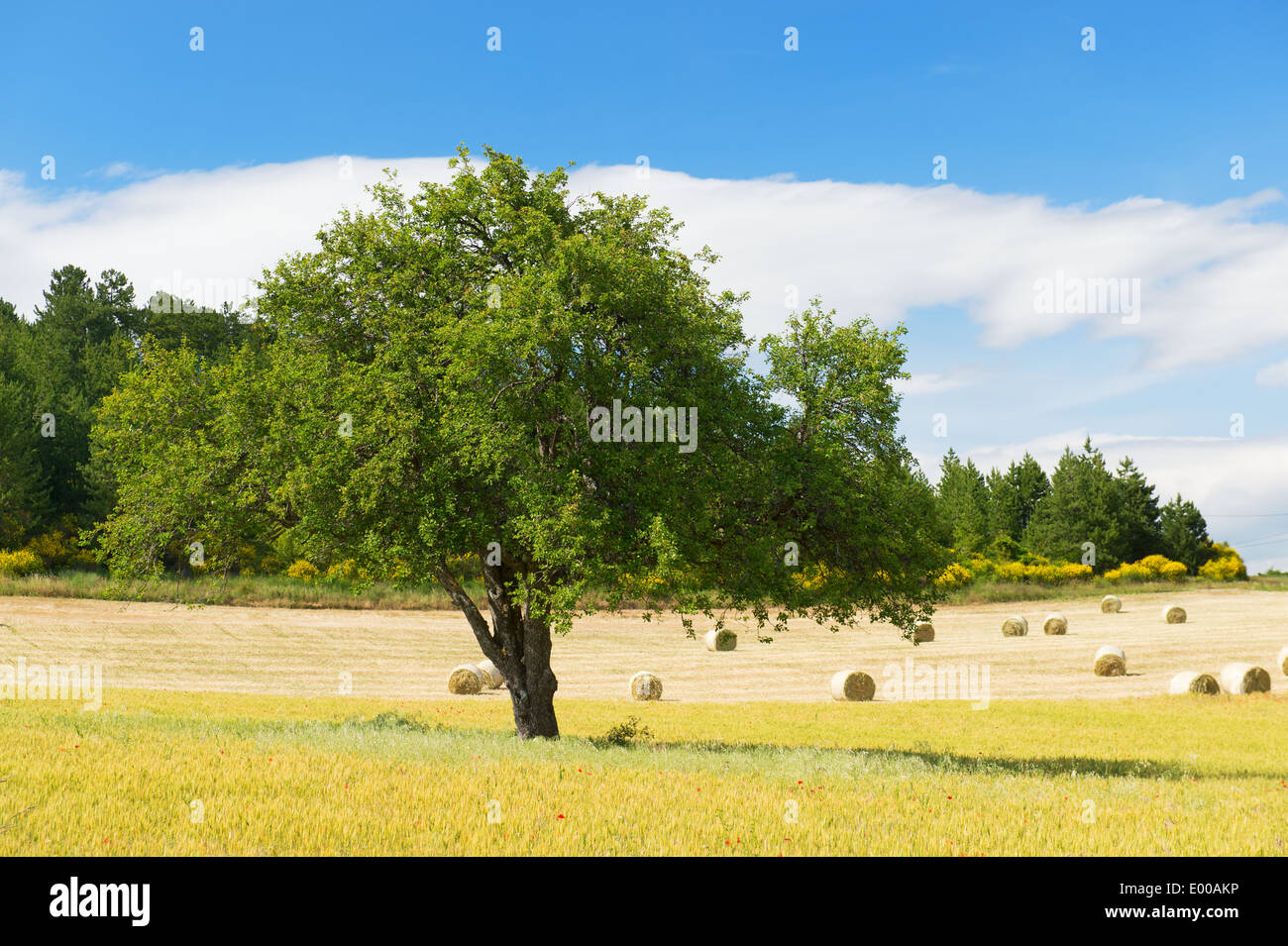 Rural agricultural French landscape with grain and grass rolls Stock ...