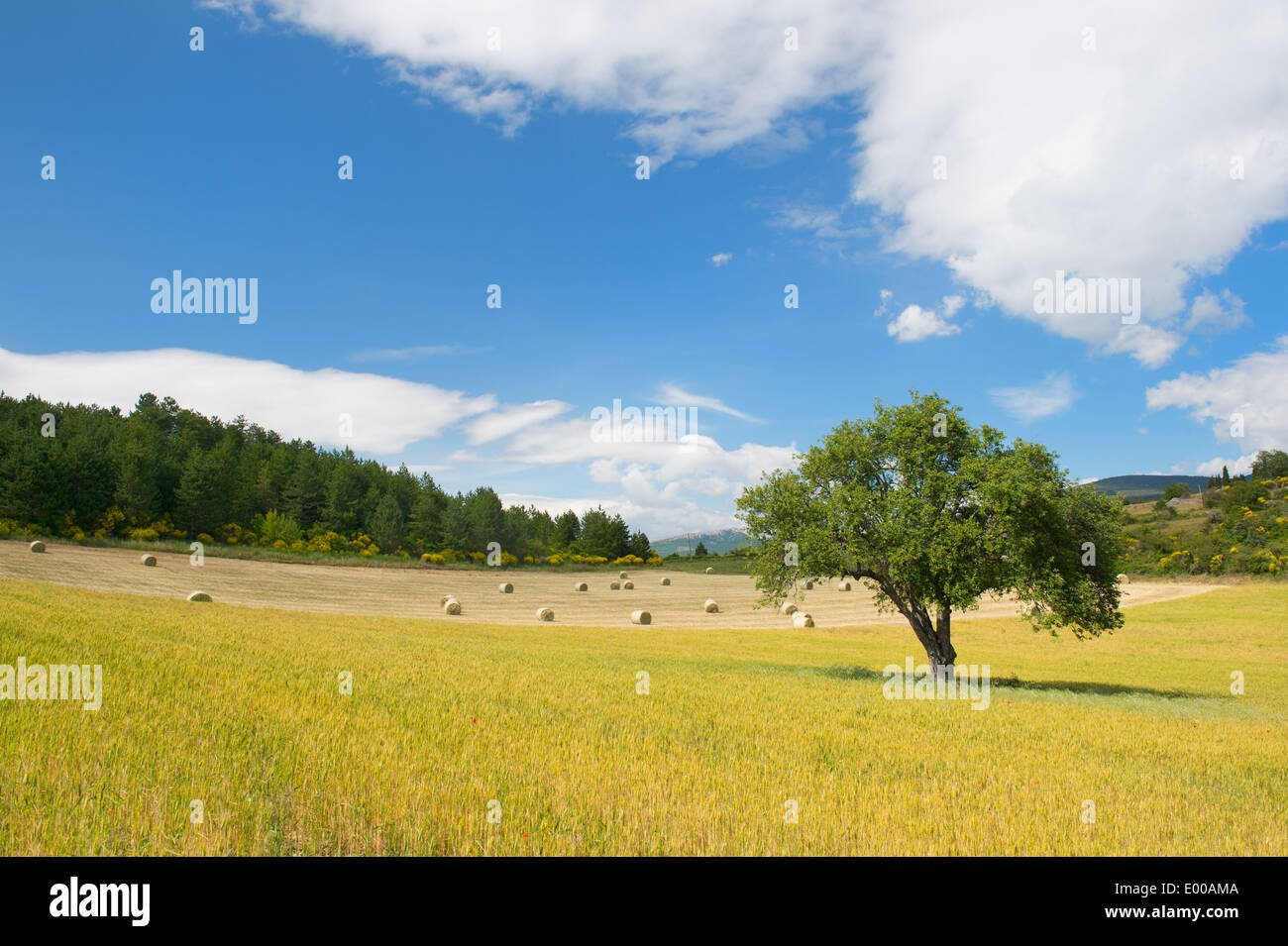 Rural agricultural French landscape with grain and grass rolls Stock ...