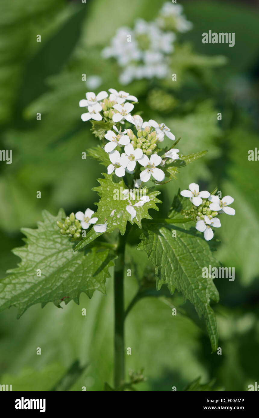 Garlic mustard, Alliaria petiolata white flowers and young leaves Stock Photo Alamy