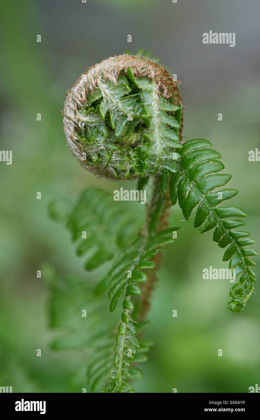 Unfurling new leaf of Lady Fern - Athyrium filix-femina Stock Photo