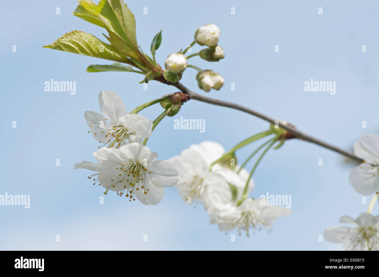 Branch of white cherry blossom against a soft blue sky Stock Photo