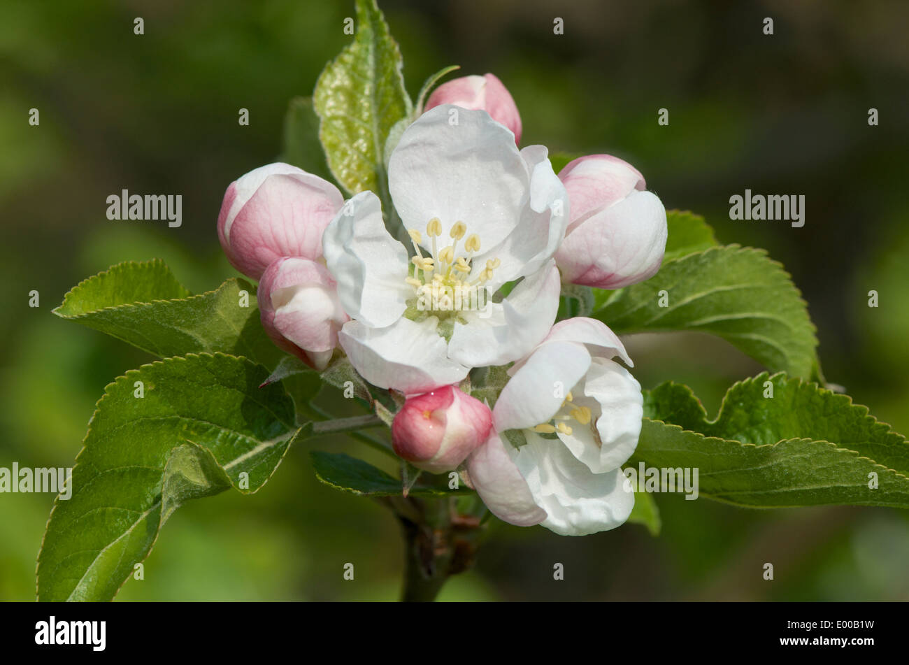 Pink and white Discovery apple blossom flowers Stock Photo