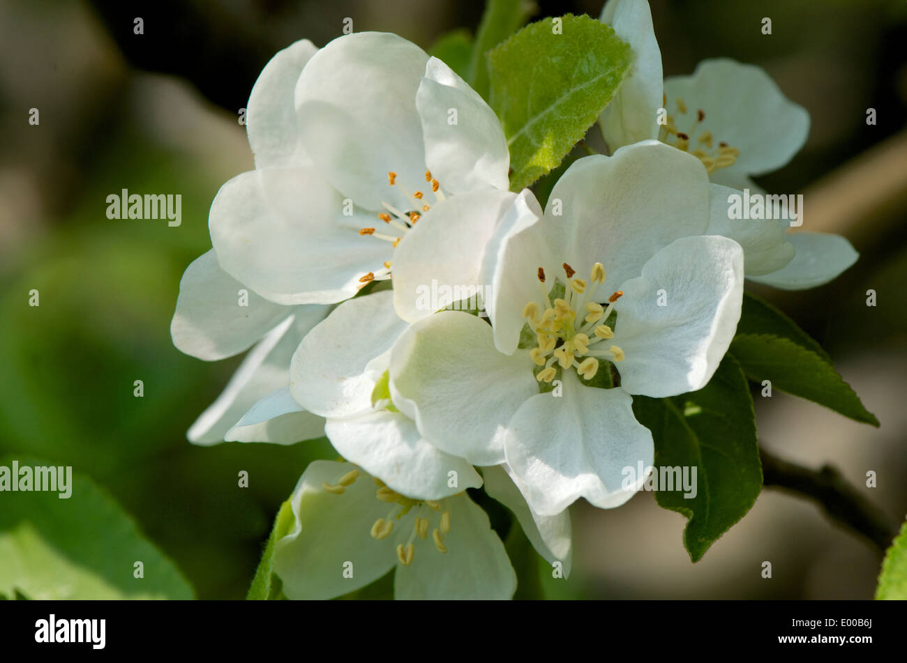Detailed close up of white apple blossom flower Stock Photo