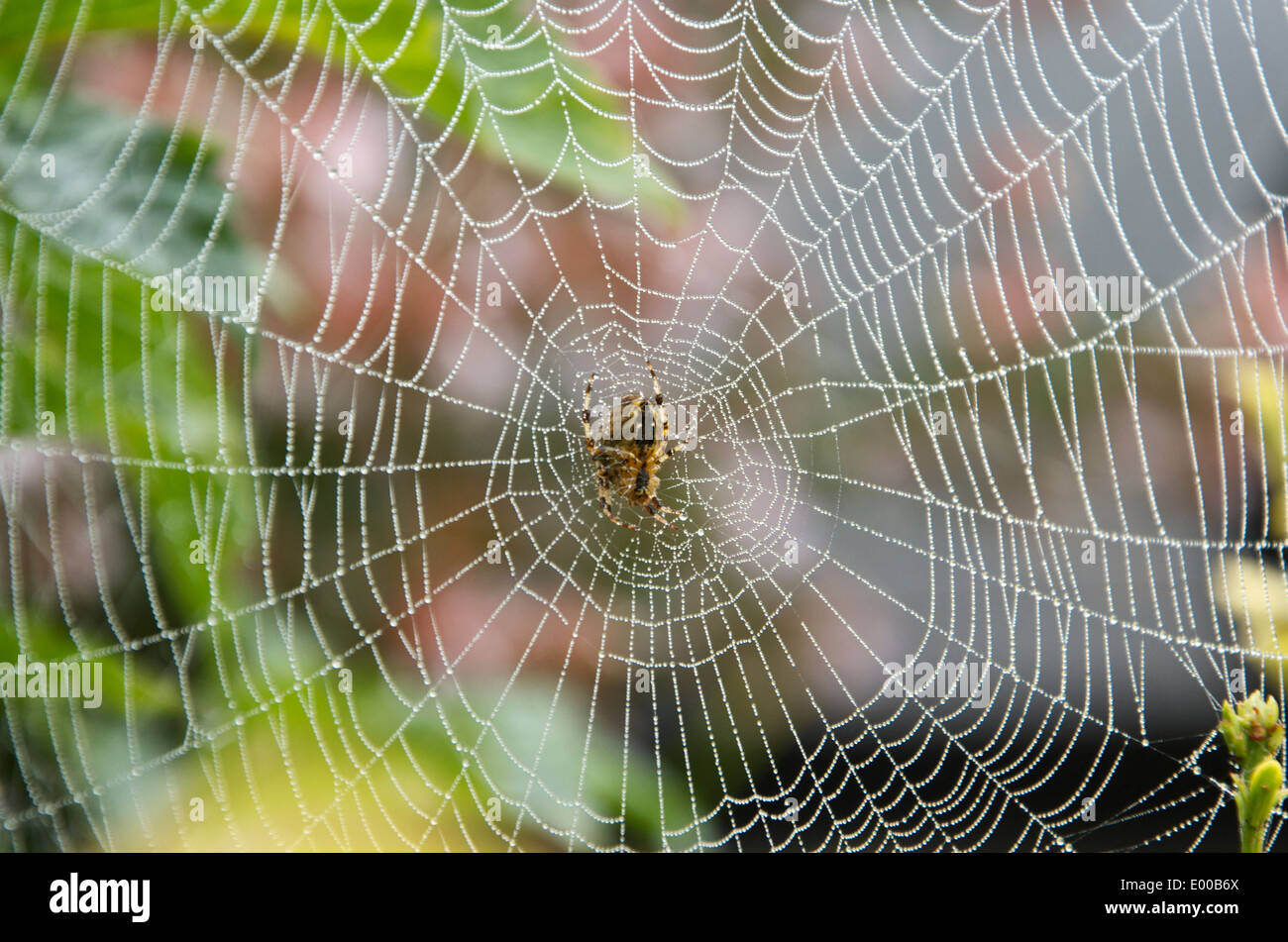 Garden spider in the centre of a glistening web Stock Photo