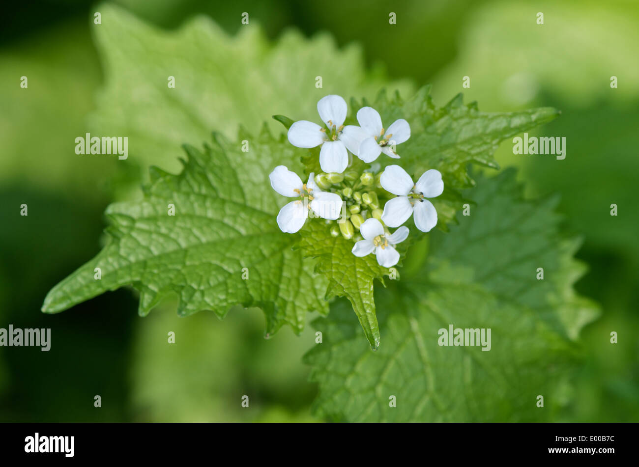 Garlic mustard, Alliaria petiolata white flowers and young leaves from above Stock Photo Alamy