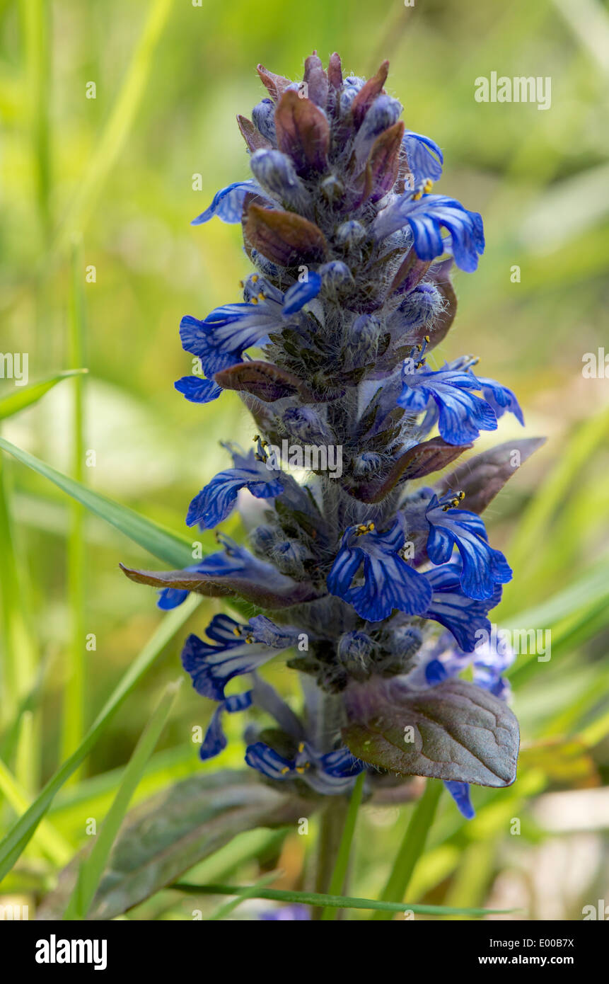 Bugle - Ajuga reptans, a low growing wild flower in grass Stock Photo