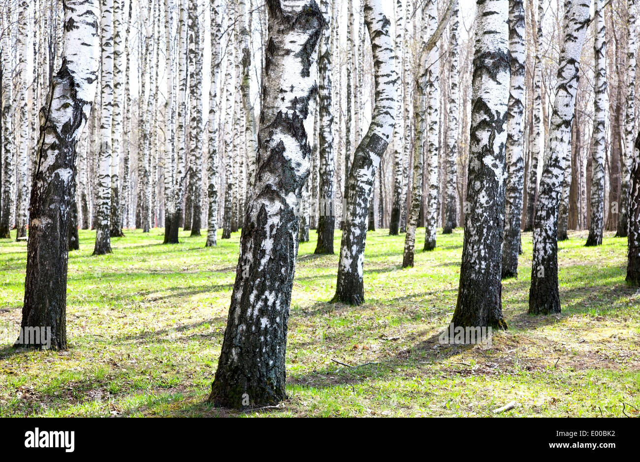 Spring birches in sunlight Stock Photo