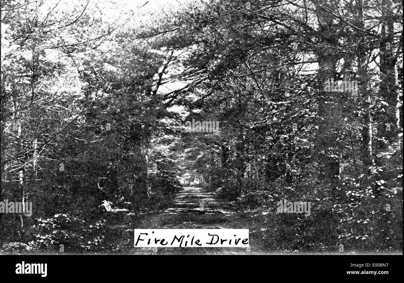 New pines Black and White Stock Photos & Images Alamy