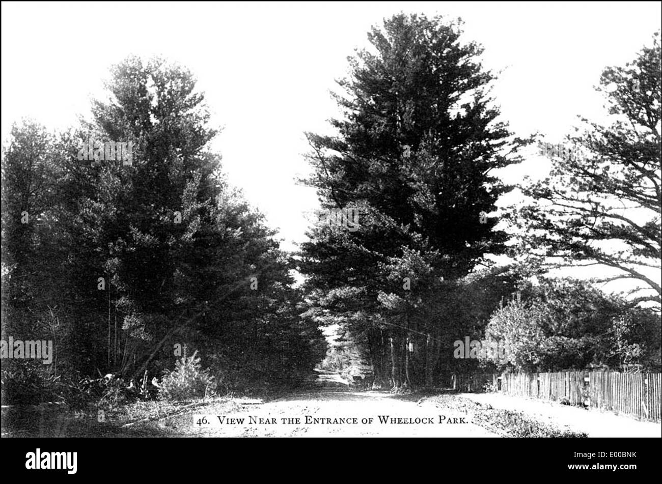 New pines Black and White Stock Photos & Images Alamy