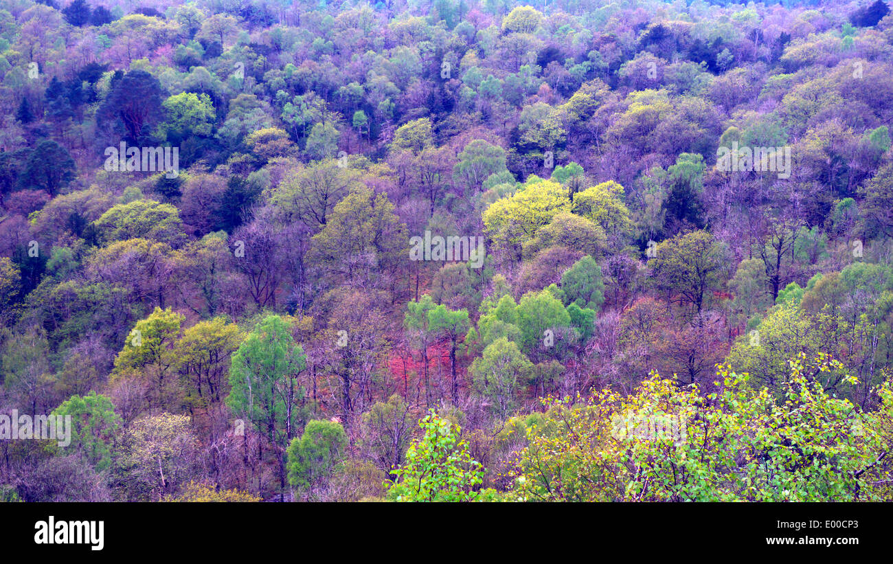 Looking down over mixed woodland of Park Wood from Whitbarrow, Cumbria, UK Stock Photo