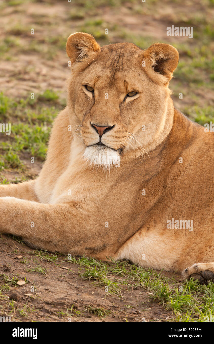 African Lion, Panthera Leo, photographed in captivity Stock Photo - Alamy