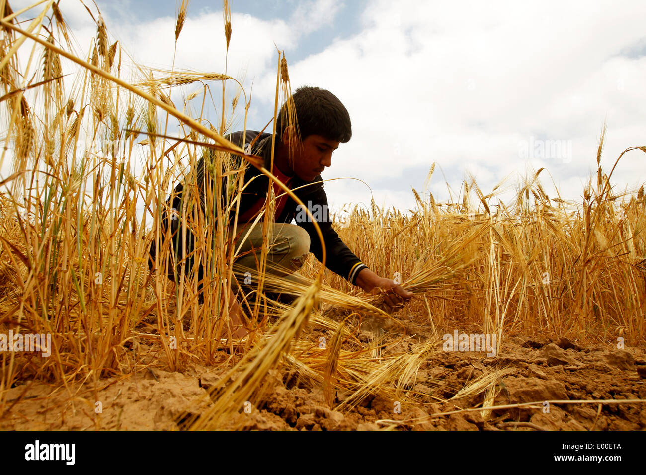 GAZA, PALESTINE APRIL 28 Palestinian farmers harvest wheat during