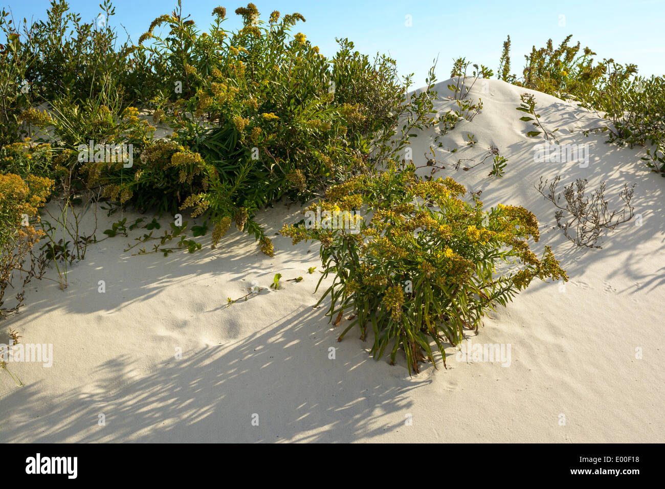 Sand dunes and goldenrod, Assateague Island National Seashore, Maryland, USA Stock Photo
