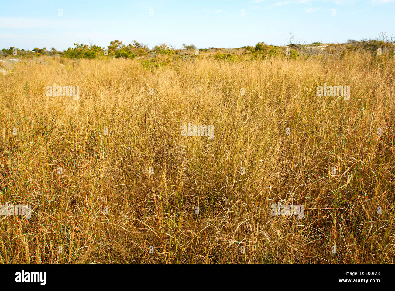 Beach grasses, Maryland end of Assateague Island National Seashore USA. Stock Photo