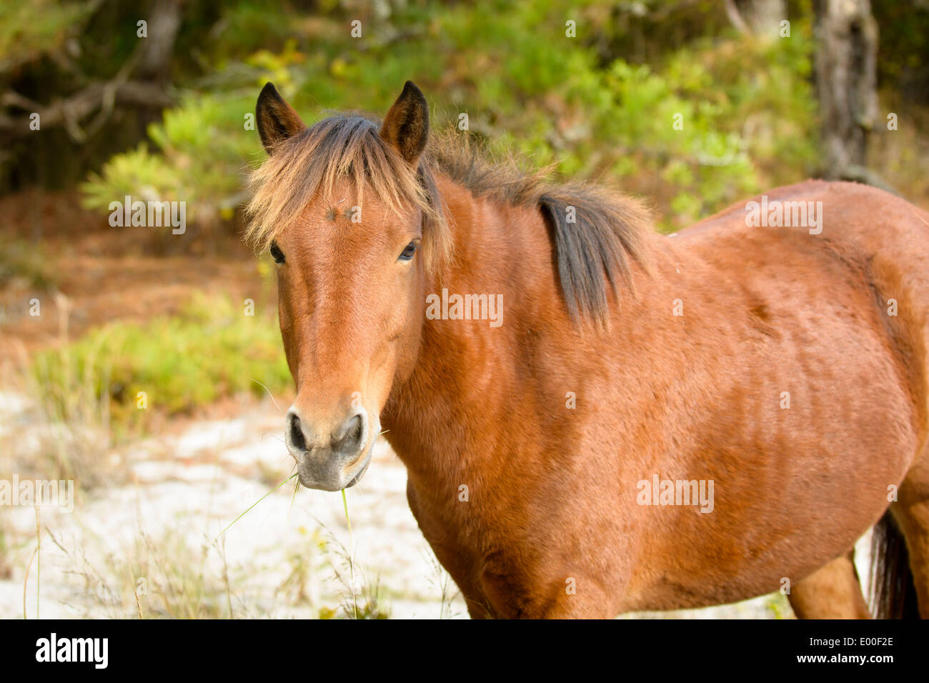 Wild pony (horse), Assateague Island National Seashore, Maryland, USA Stock Photo