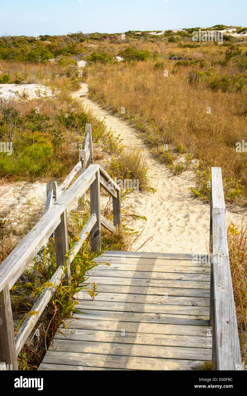 Boardwalk hiking trail passing through the sand dunes, Maryland end of Assateague Island National Seashore USA. Stock Photo