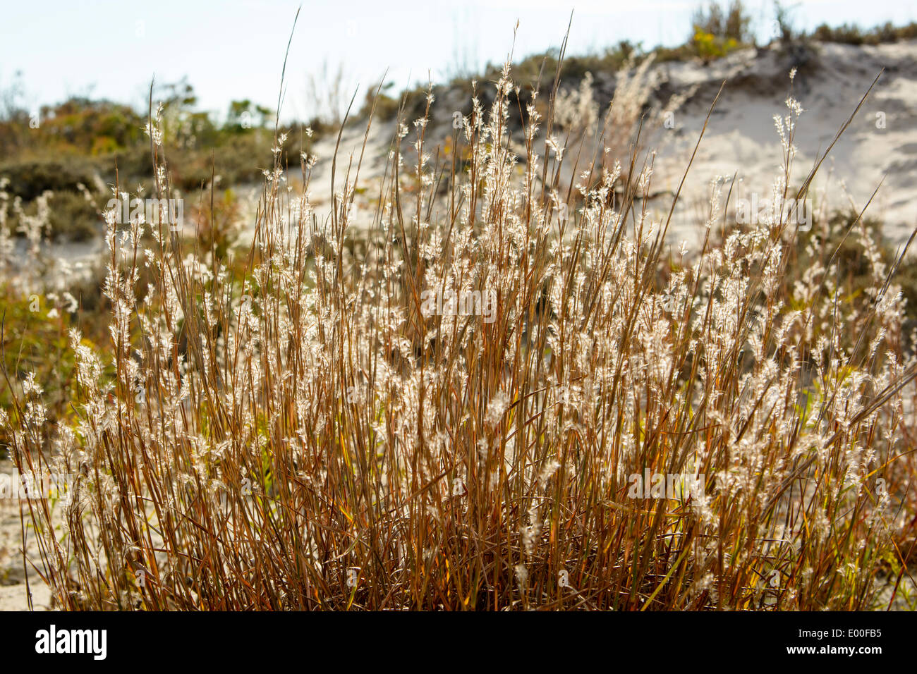 Beach grasses, Maryland end of Assateague Island National Seashore USA. Stock Photo