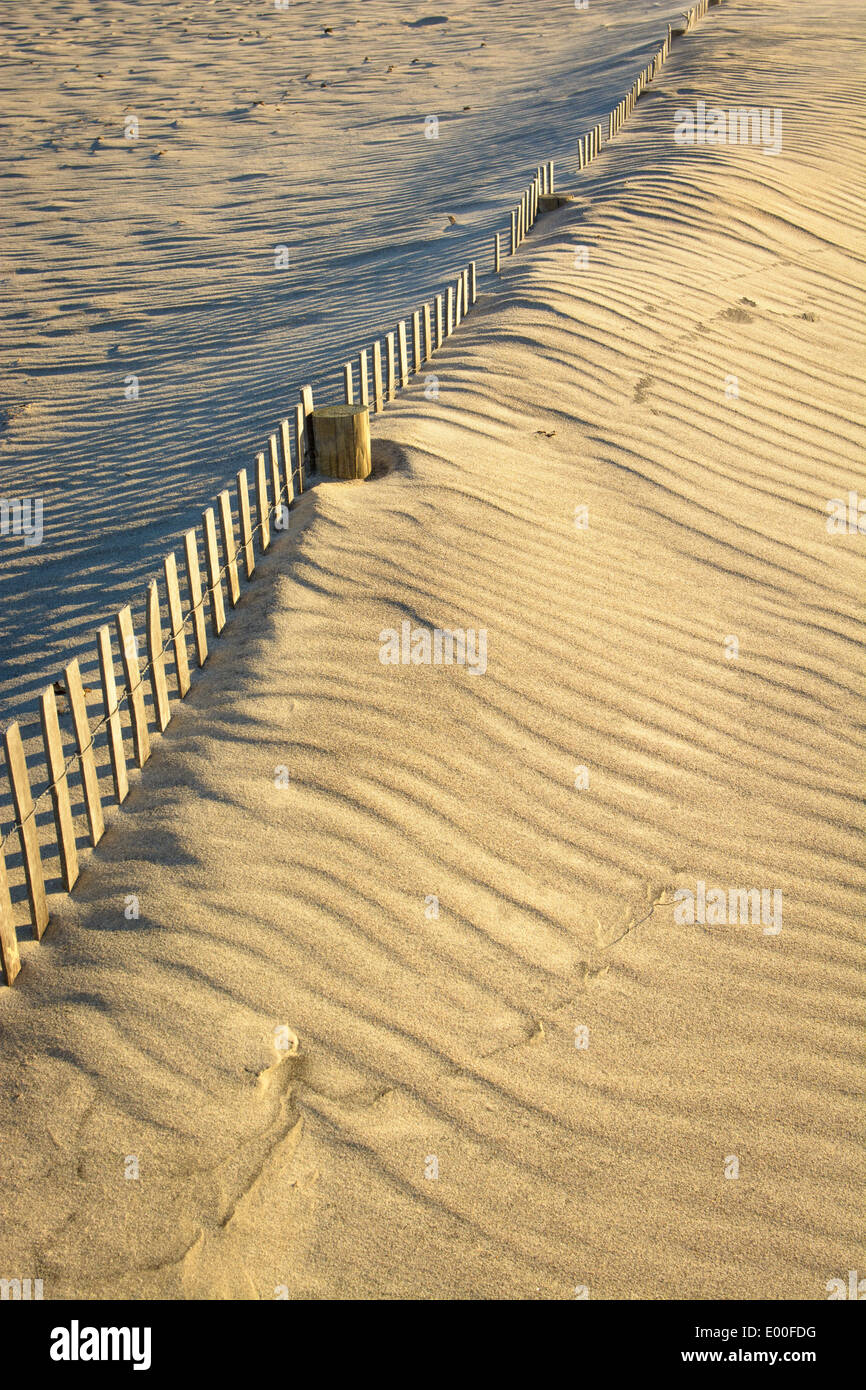 Sand dune erosion control Assateague Island National Seashore. Stock Photo