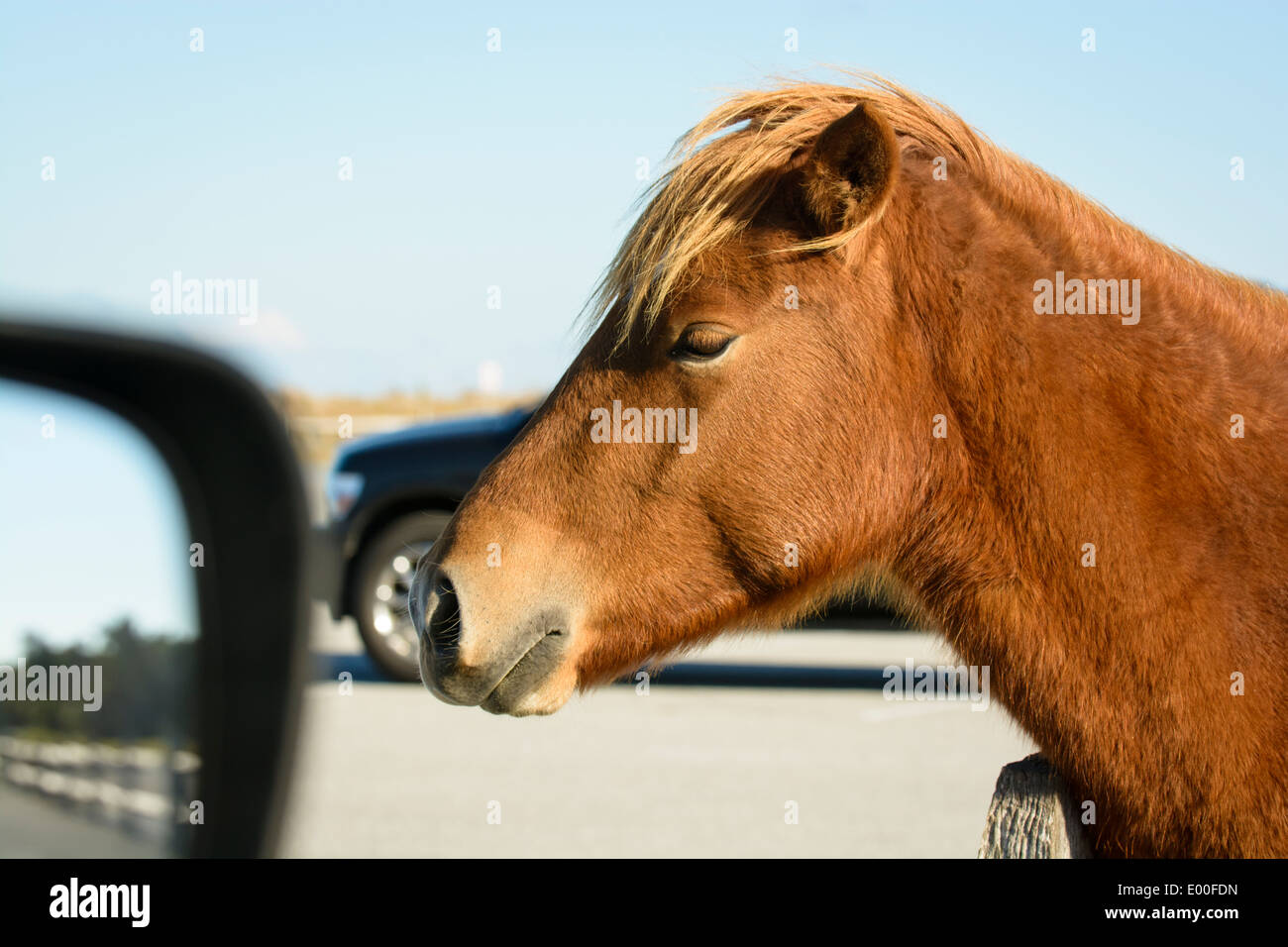Wild pony (horse), Assateague Island National Seashore, Maryland, USA Stock Photo