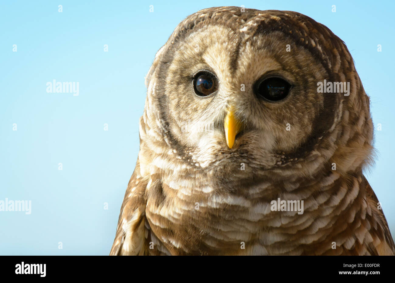 Barred Owl, (Strix varia), Assateague Island National Seashore, Maryland USA Stock Photo