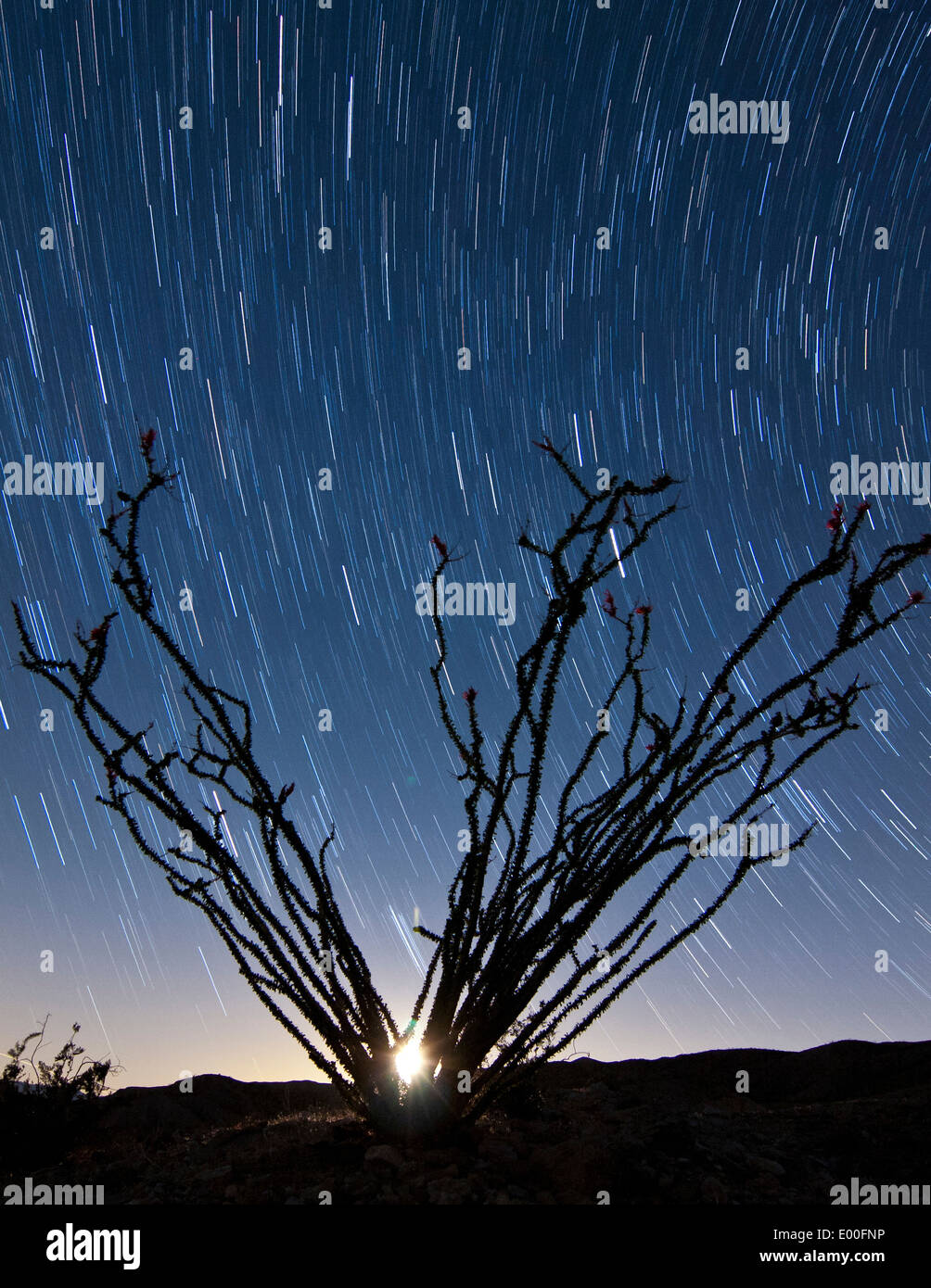 The setting moon is visible through the thorny branches on an ocotillo, California. Stock Photo