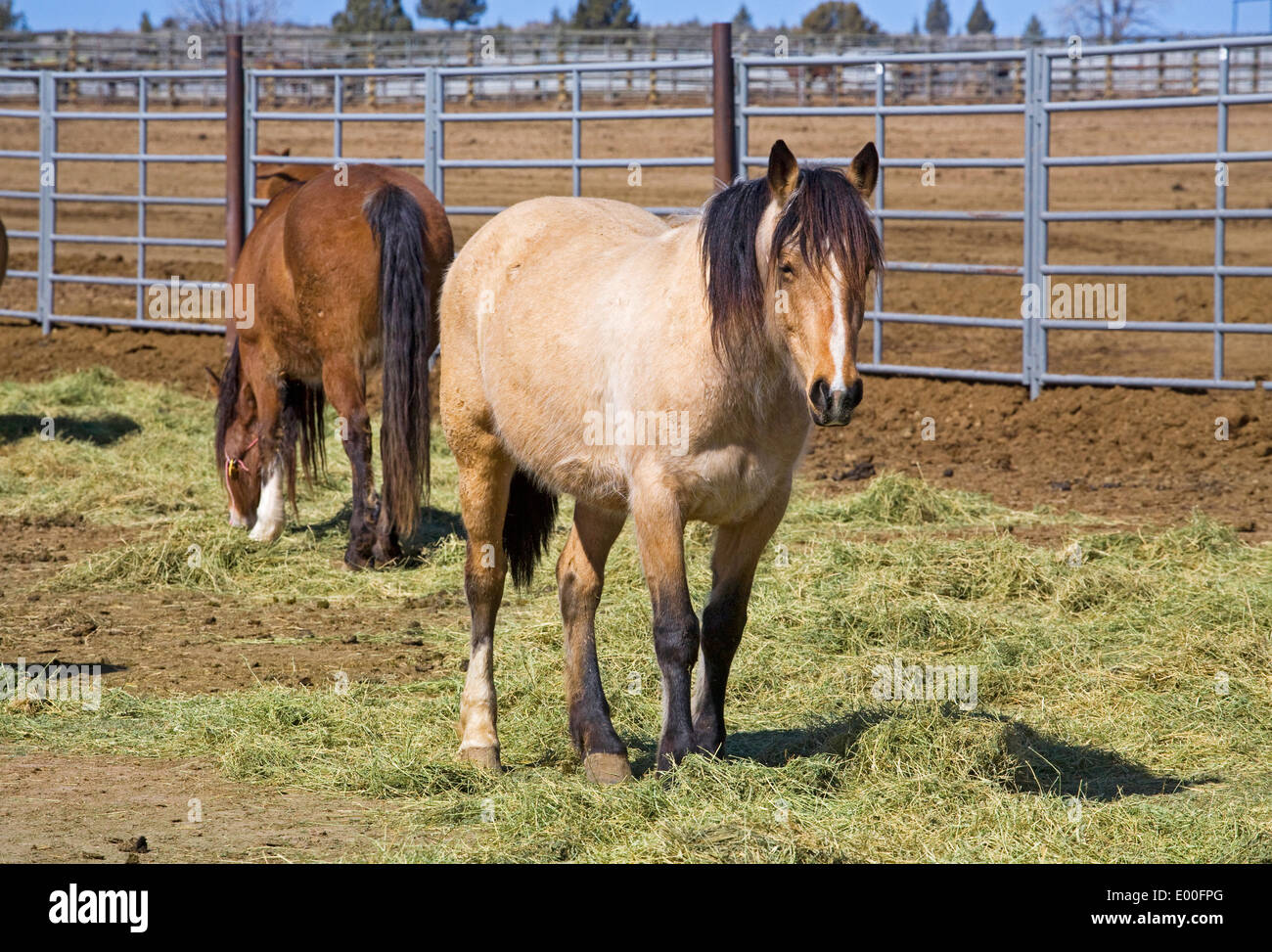 Wild horses in corrals at the BLM Wild Horse Center in Burns, Oregon