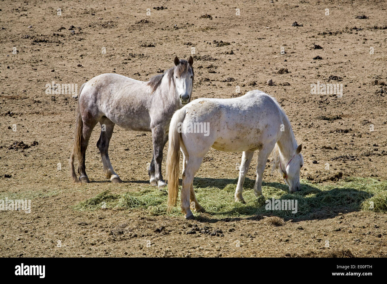 Wild horses in corrals at the BLM Wild Horse Center in Burns, Oregon