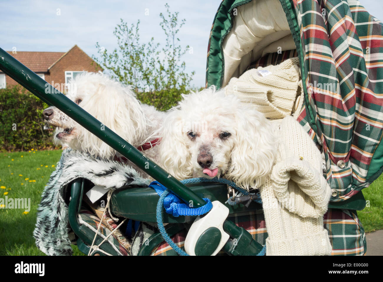 Dogs being walked in pushchair. UK Stock Photo Alamy