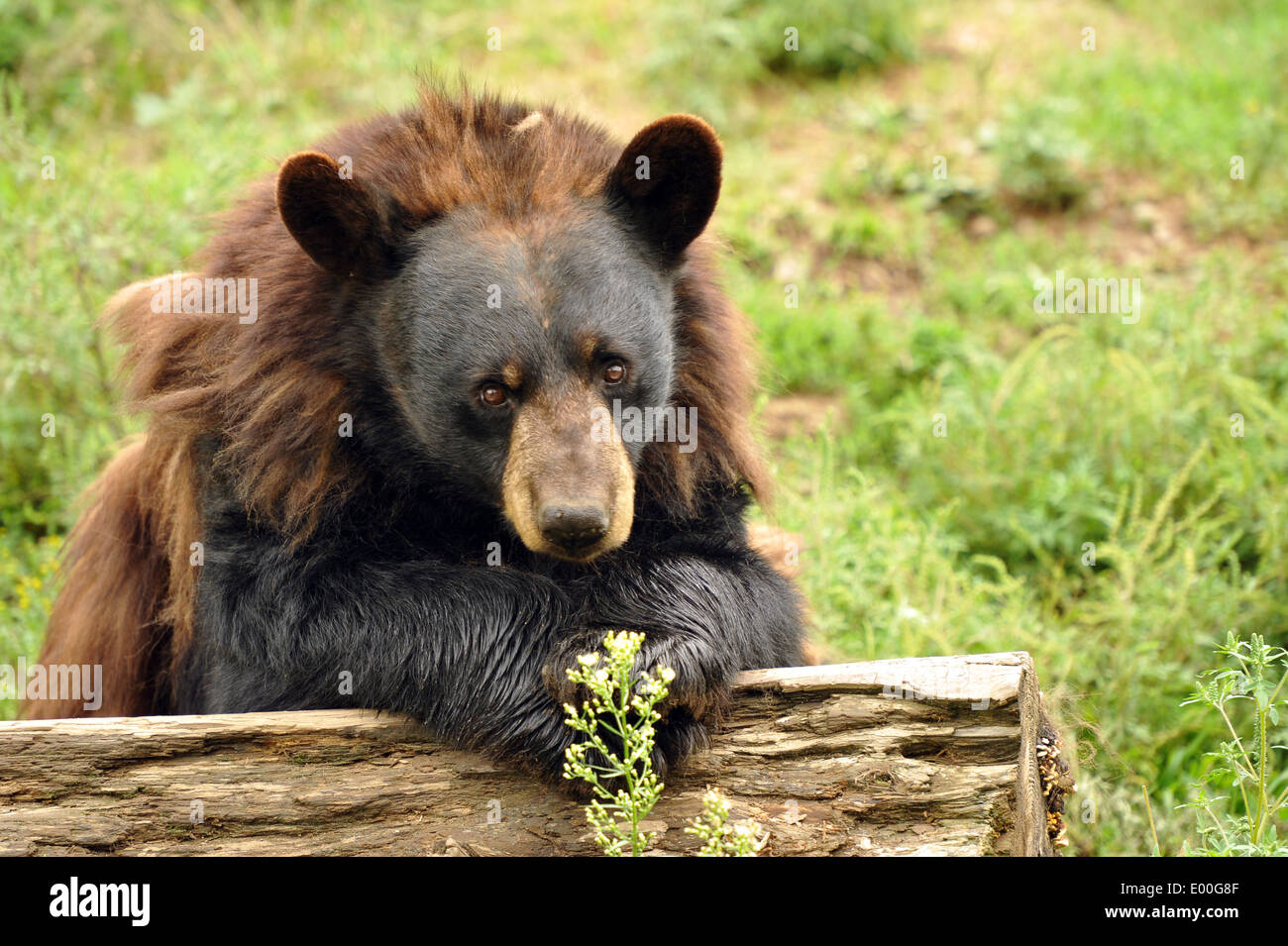 Black Bear on Log Natural Brown Resin and Glass Salt and Pepper