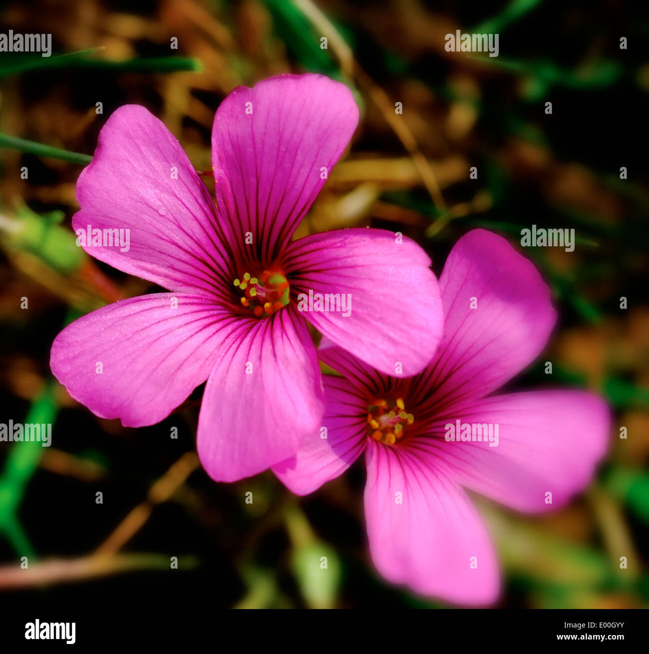Oxalis articulata  the pink-sorrel native from South America Stock Photo