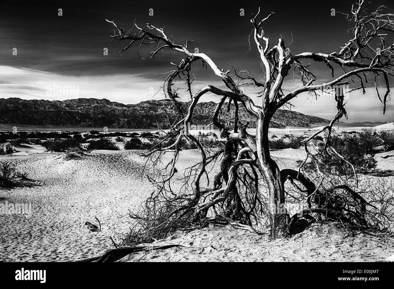 Death Valley National Park California United States of America. Mesquite Flat sand dunes Stock